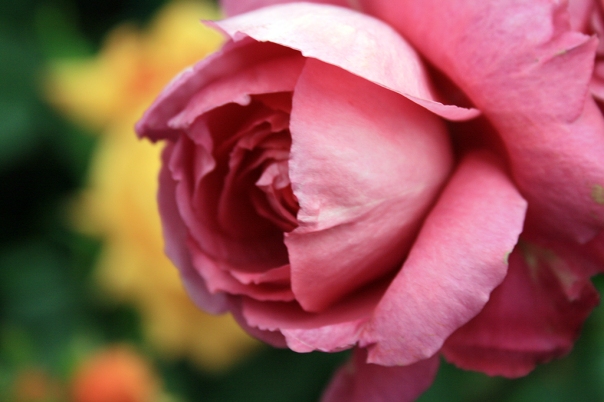 Fata blanda si delicata a unui trandafir roz